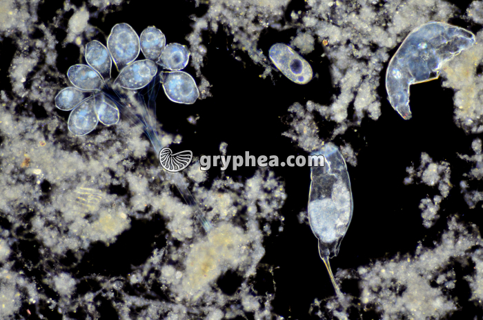 Protozoaires dans une eau putride (Vorticelles et Rotifères) FN x25 - gryphea.org